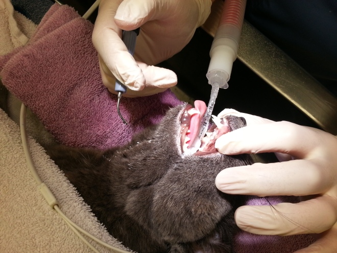 Zoey's mouth and teeth are examined, charted, and scaled (using both a hand-scaler and automated ultrasonic scaler.)