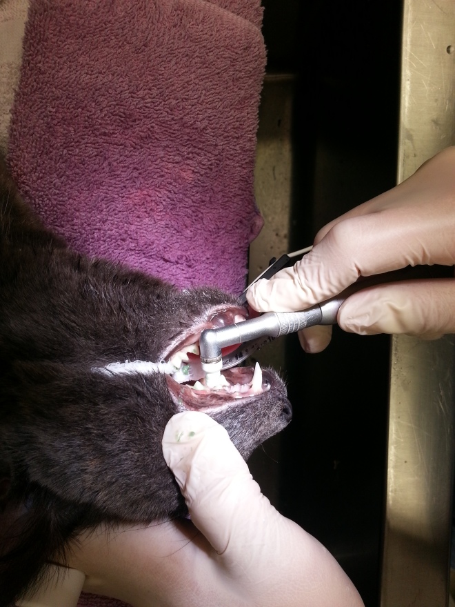 Zoey's teeth are polished after scaling is complete using mint polish.  Her teeth were sparkling at this point!